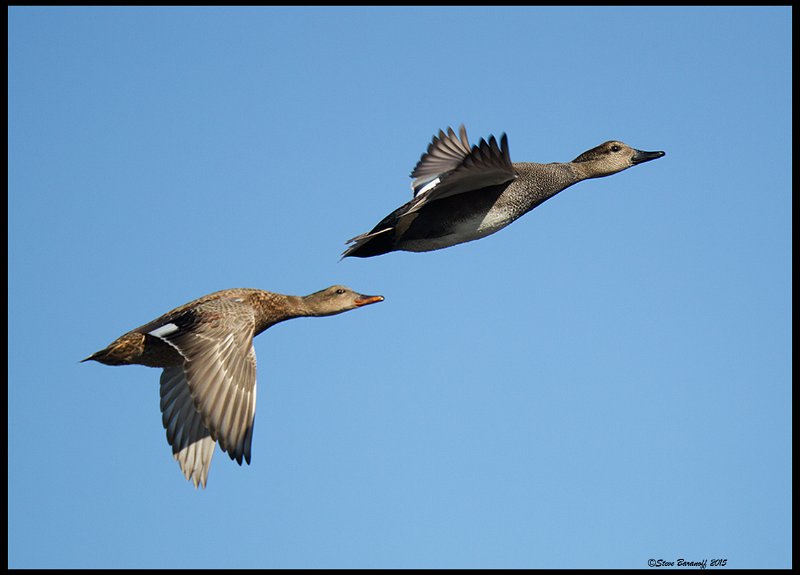 _5SB7800 gadwall pair.jpg